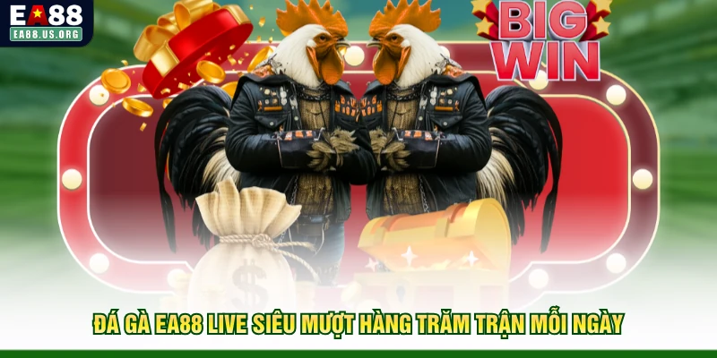 Đá gà EA88 live siêu mượt hàng trăm trận mỗi ngày